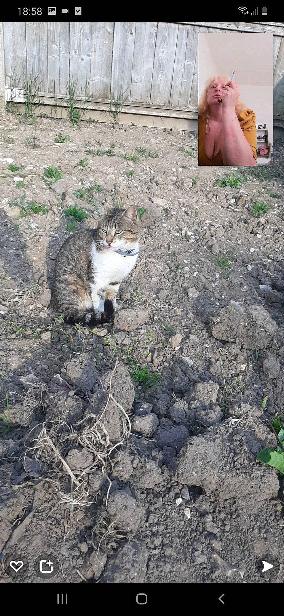 Loulou participe au concours pour gagner de l'argent avec cette photo : asphalt, carnivore, cat, domestic_short_haired_cat, fawn, felidae, fur, grass, grass_family, groundcover, plant, road_surface, sidewalk, small_to_medium_sized_cats, soil, tail, terrestrial_animal, tree, whiskers, wildlife