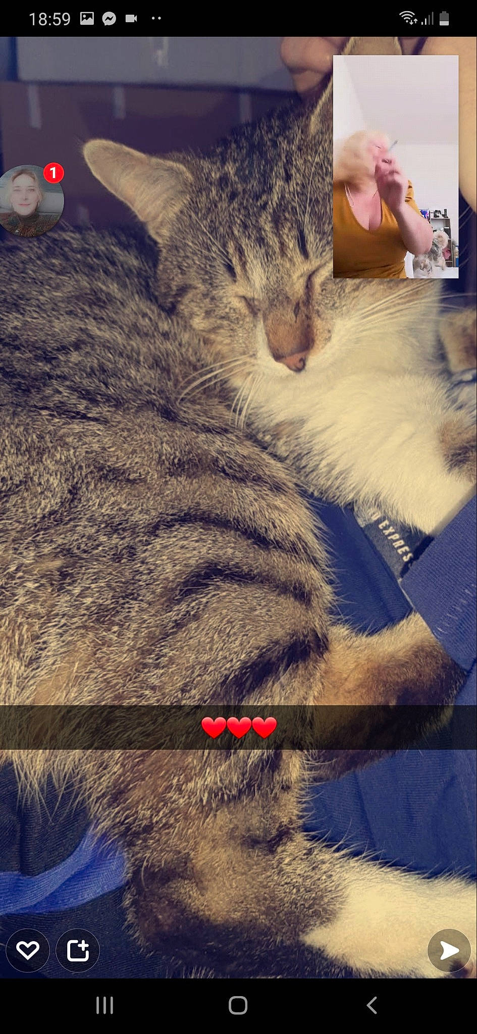 Loulou participe au concours pour gagner de l'argent avec cette photo : carnivore, cat, domestic_short_haired_cat, ear, felidae, fur, gesture, happy, lap, light, mammal, meteorological_phenomenon, paw, photograph, small_to_medium_sized_cats, snout, tail, textile, vertebrate, whiskers