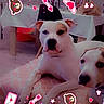 dogs, canine, pets, two_animals, white_dog, brown_markings, lying_down, cushion, indoor, living_room, valentines_day, heart_decoration, pink, decorative_frame, text_overlay, portrait, close_up, relaxed, cute, photography