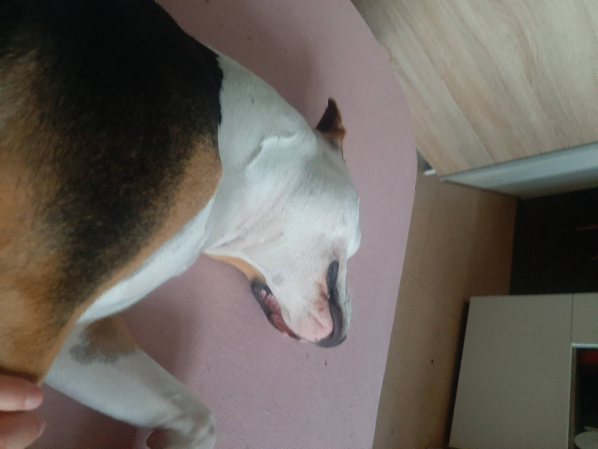 Athéna participe au concours pour gagner de l'argent avec cette photo : bull_terrier, canidae, carnivore, collar, comfort, companion_dog, dog, dog_breed, ear, fawn, felidae, jaw, neck, pet_supply, snout, sporting_group, tail, whiskers, wood, working_animal