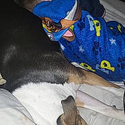 Athéna participe au concours pour gagner de l'argent avec cette photo : child, dog, sleeping, bed, blanket, blue_blanket, bedroom, indoors, pet, resting, lying_down, cozy, nap, family, companion, brown_and_white_dog, pajamas, bedding, relaxed, candid
