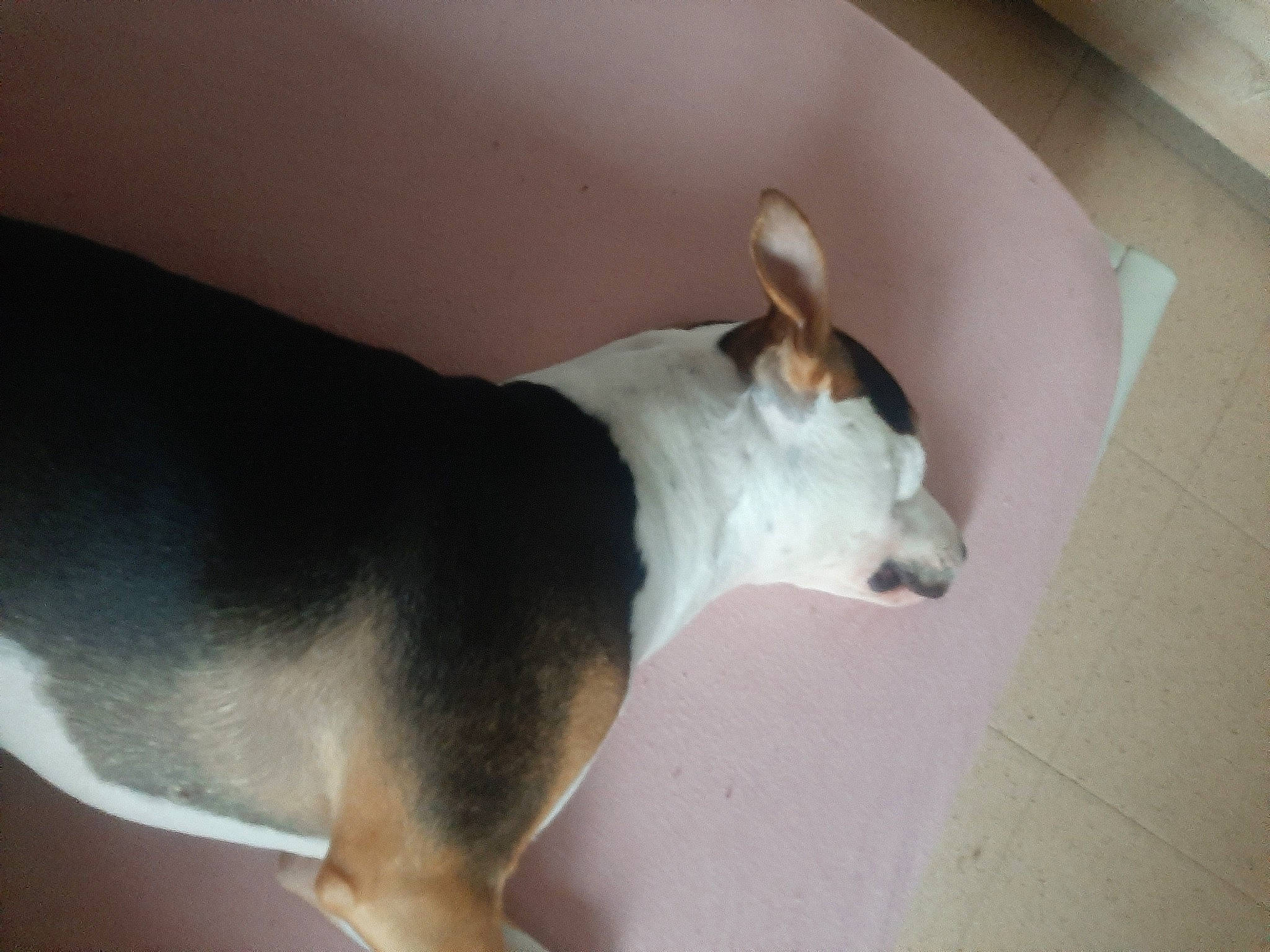 Athéna participe au concours pour gagner de l'argent avec cette photo : ancient_dog_breeds, bull_terrier, canidae, carnivore, comfort, companion_dog, dog, dog_breed, ear, fawn, non_sporting_group, paw, puppy, snout, sporting_group, tail, terrestrial_animal, terrier, whiskers, working_animal