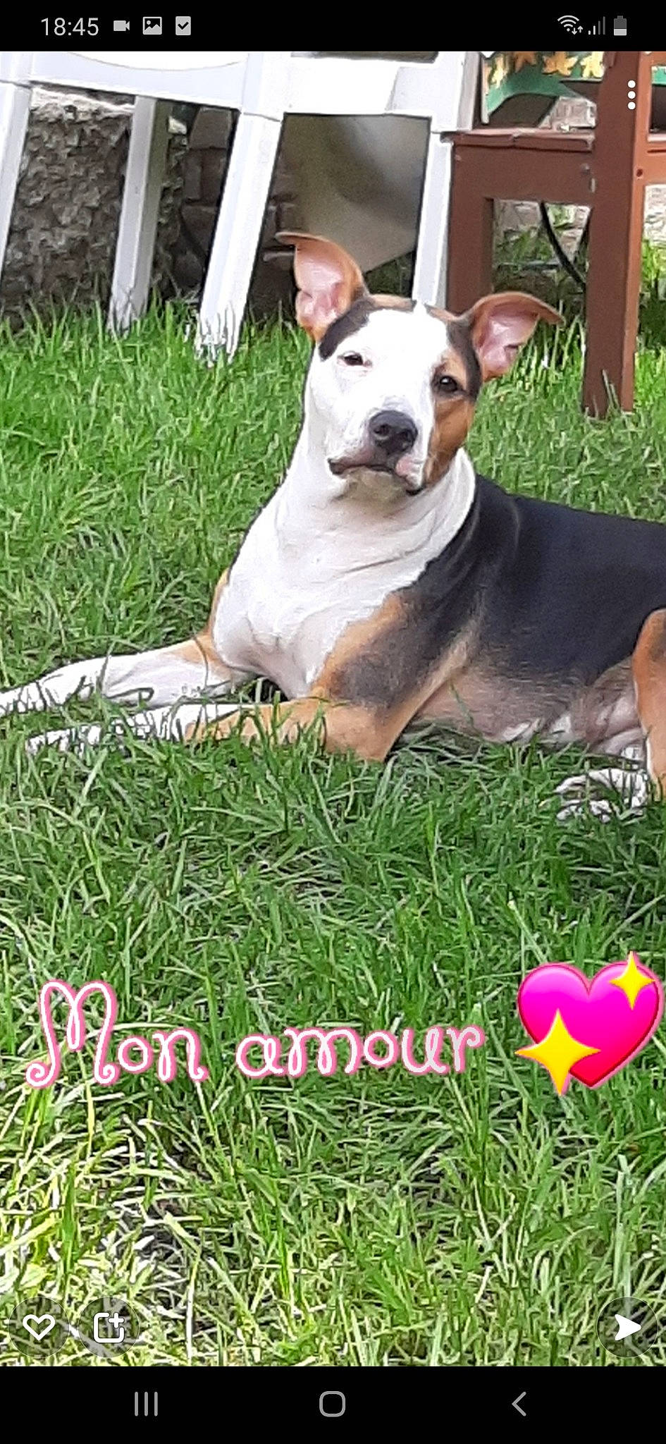 Athéna participe au concours pour gagner de l'argent avec cette photo : carnivore, collar, companion_dog, dog, dog_breed, dog_collar, dog_supply, fawn, grass, grassland, groundcover, happy, lawn, mammal, people_in_nature, petal, photo_caption, plant, recreation, vertebrate