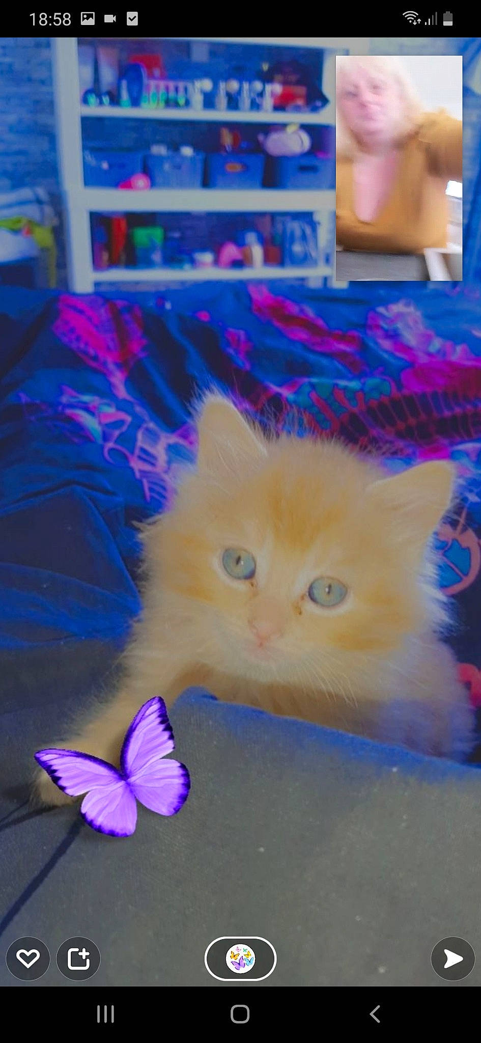 Lemone a rejoint le concours — aidez-le/la à gagner de superbes lots ! art, arthropod, blue, butterfly, carnivore, cat, electric_blue, fawn, felidae, fur, insect, light, magenta, moths_and_butterflies, pollinator, purple, small_to_medium_sized_cats, snout, tail, whiskers