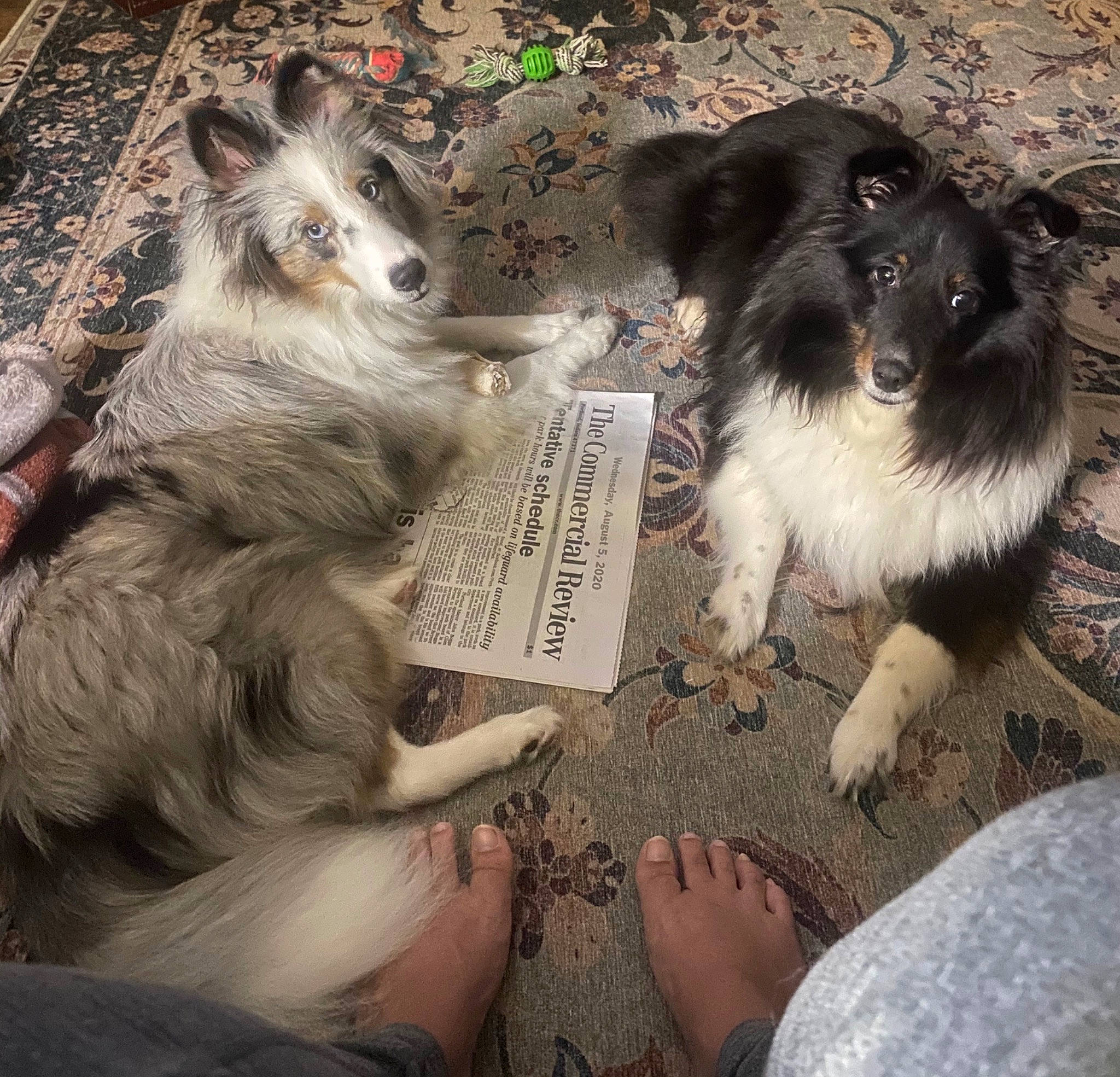 Leah joined the competition — help win amazing prizes! australian_collie, border_collie, canidae, carnivore, companion_dog, dog, dog_breed, herding_dog, mammal, shetland_sheepdog, vertebrate