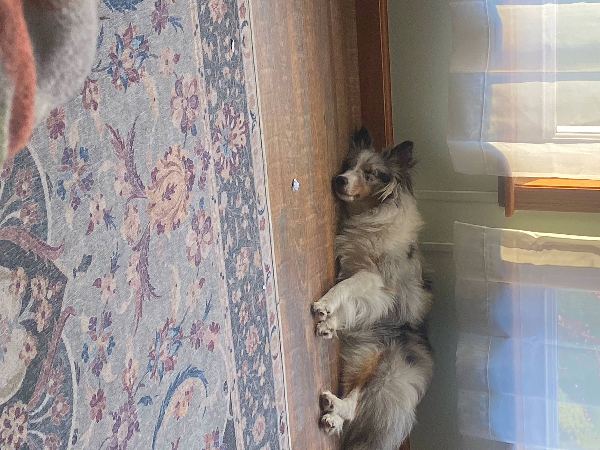 Leah is registered to the contest to win money with this photo: canidae, carnivore, cat, fawn, felidae, small_to_medium_sized_cats