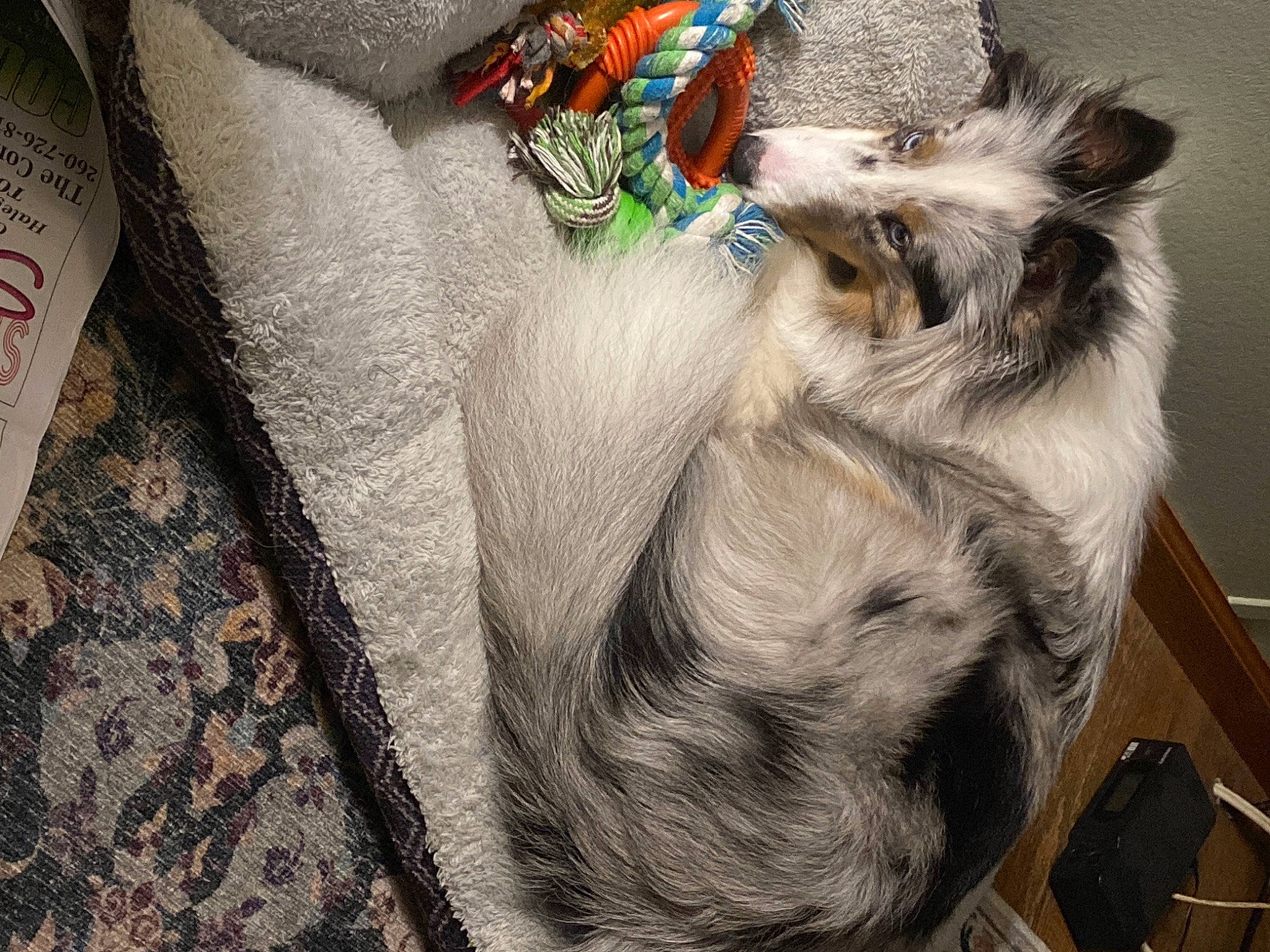 Leah joined the competition — help win amazing prizes! australian_shepherd, canidae, carnivore, companion_dog, dog, dog_breed, ear, mammal, miniature_australian_shepherd, sporting_group, whiskers