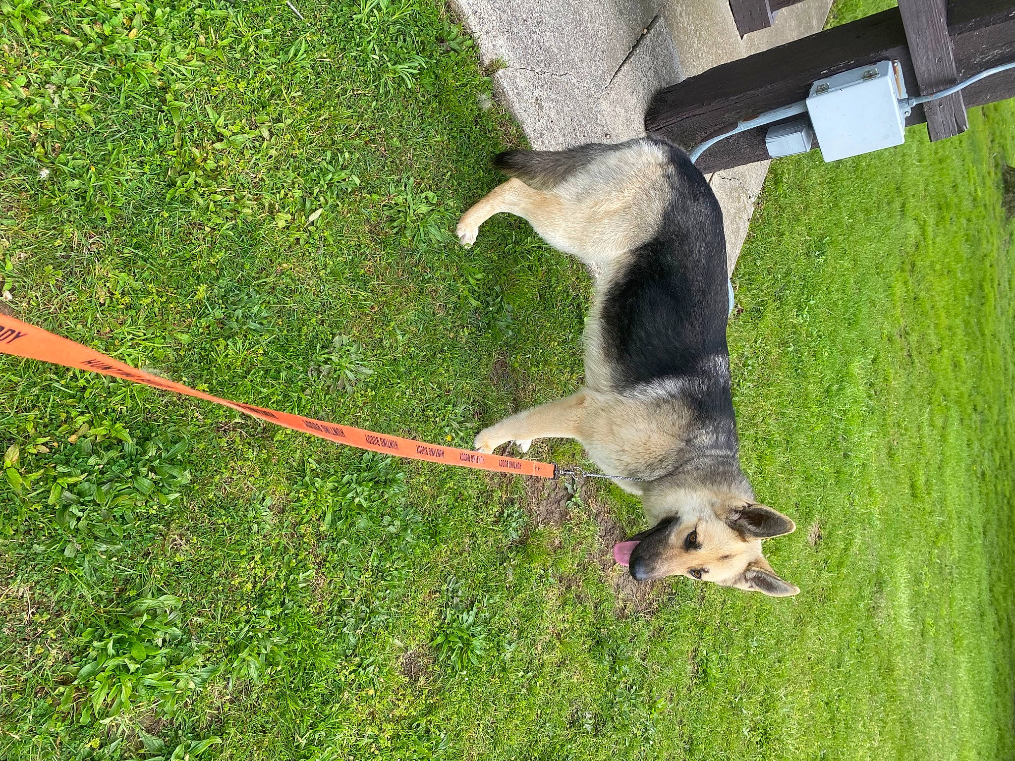 Peanut joined the competition — help win amazing prizes! canidae, carnivore, dog, dog_breed, german_shepherd_dog, grass, snout, tail