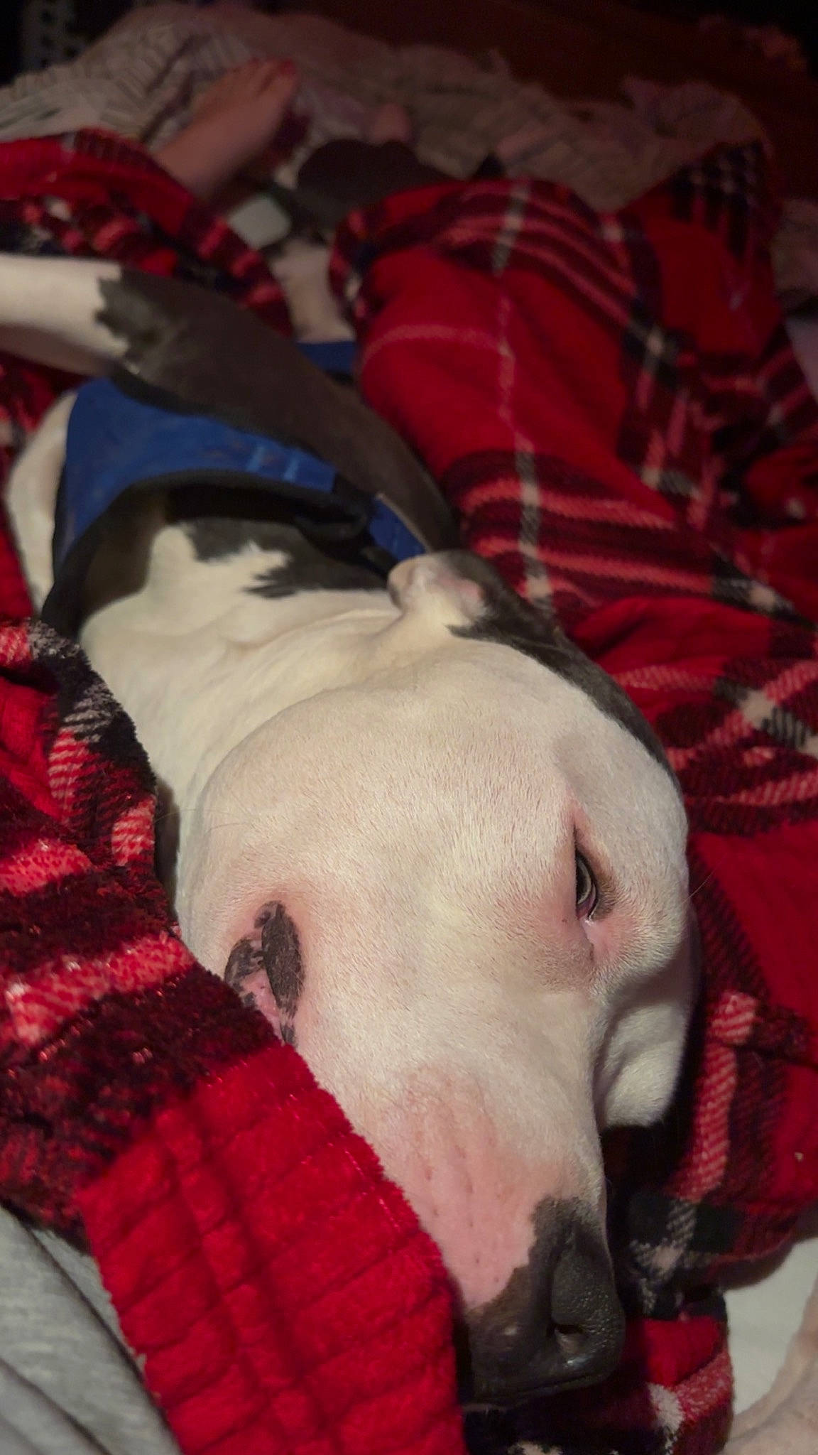 Blu joined the competition — help win amazing prizes! canidae, carnivore, comfort, companion_dog, dog, dog_breed, dog_supply, fawn, fur, linens, pattern, pet_supply, plaid, red, snout, sporting_group, tartan, textile, whiskers, working_animal