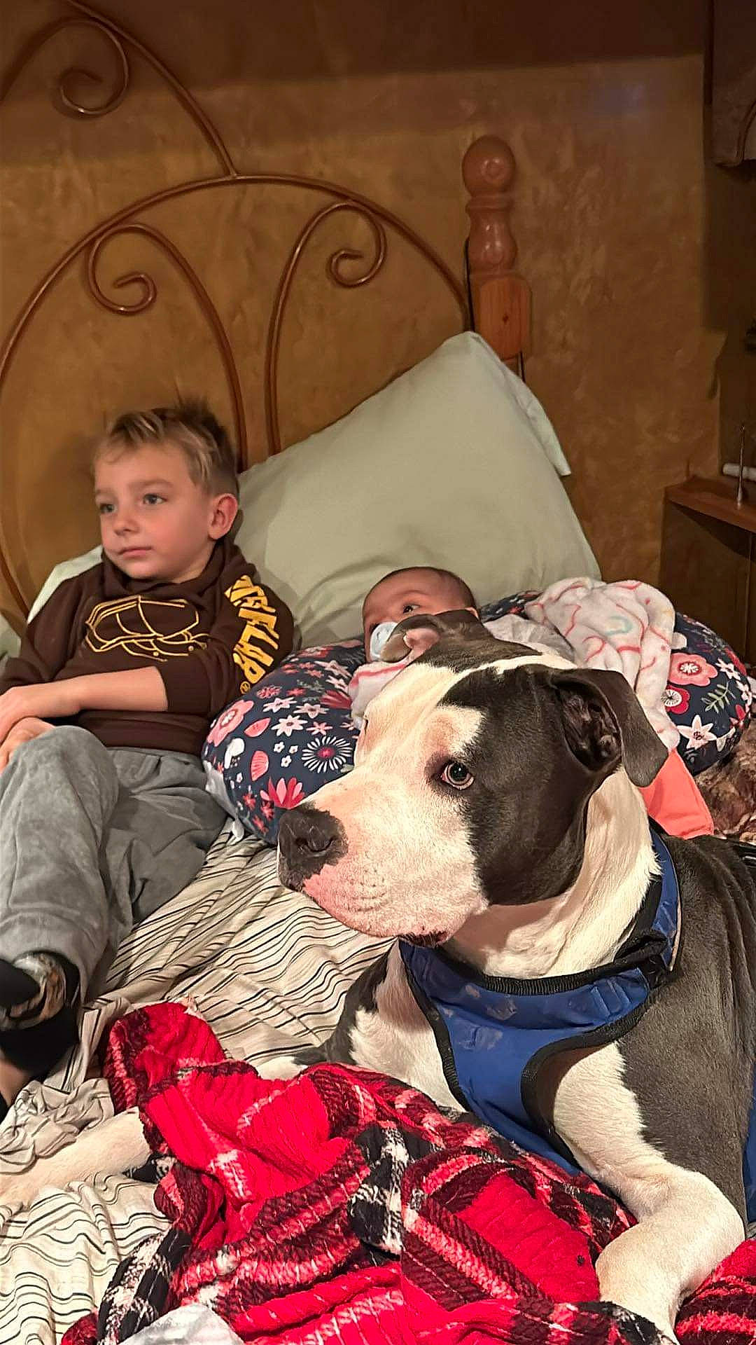 Blu joined the competition — help win amazing prizes! canidae, carnivore, collar, comfort, companion_dog, couch, dog, dog_breed, dog_collar, dog_supply, fawn, mammal, pattern, pet_supply, plaid, snout, sporting_group, toddler, vertebrate, working_animal