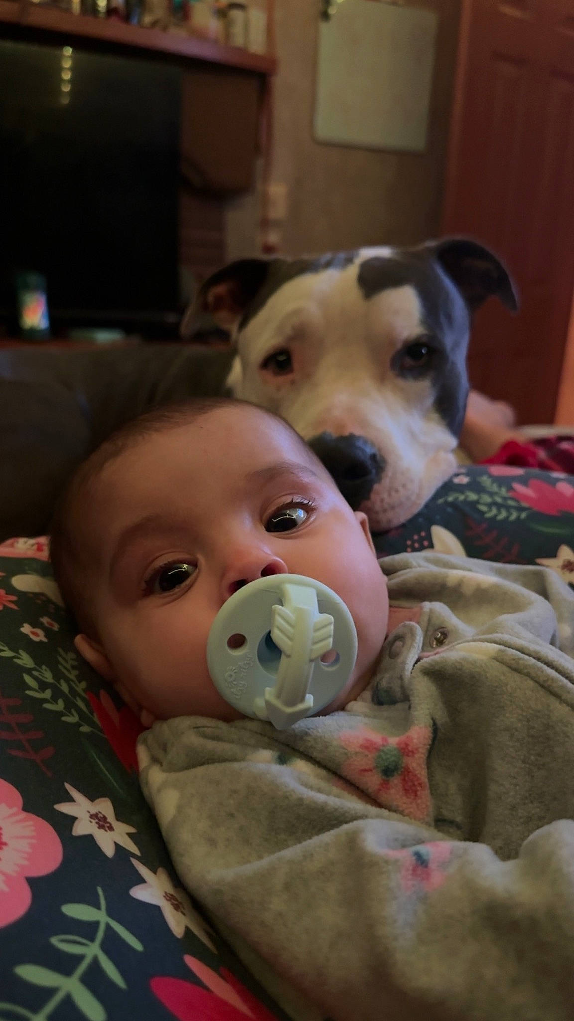 Blu is registered to the contest to win money with this photo: baby, baby_toddler_clothing, cheek, child, comfort, companion_dog, dog, dog_breed, eyelash, flooring, fun, fur, happy, head, iris, nose, room, skin, toddler, working_animal