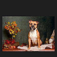 Vador participe au concours pour gagner de l'argent avec cette photo : dog, brown_dog, white_chest, autumn, fall_leaves, pine_cones, blanket, lantern, decor, indoor, portrait, pet, animal, serious_expression, wood_surface, orange_leaves, yellow_leaves, red_leaves, cozy, studio