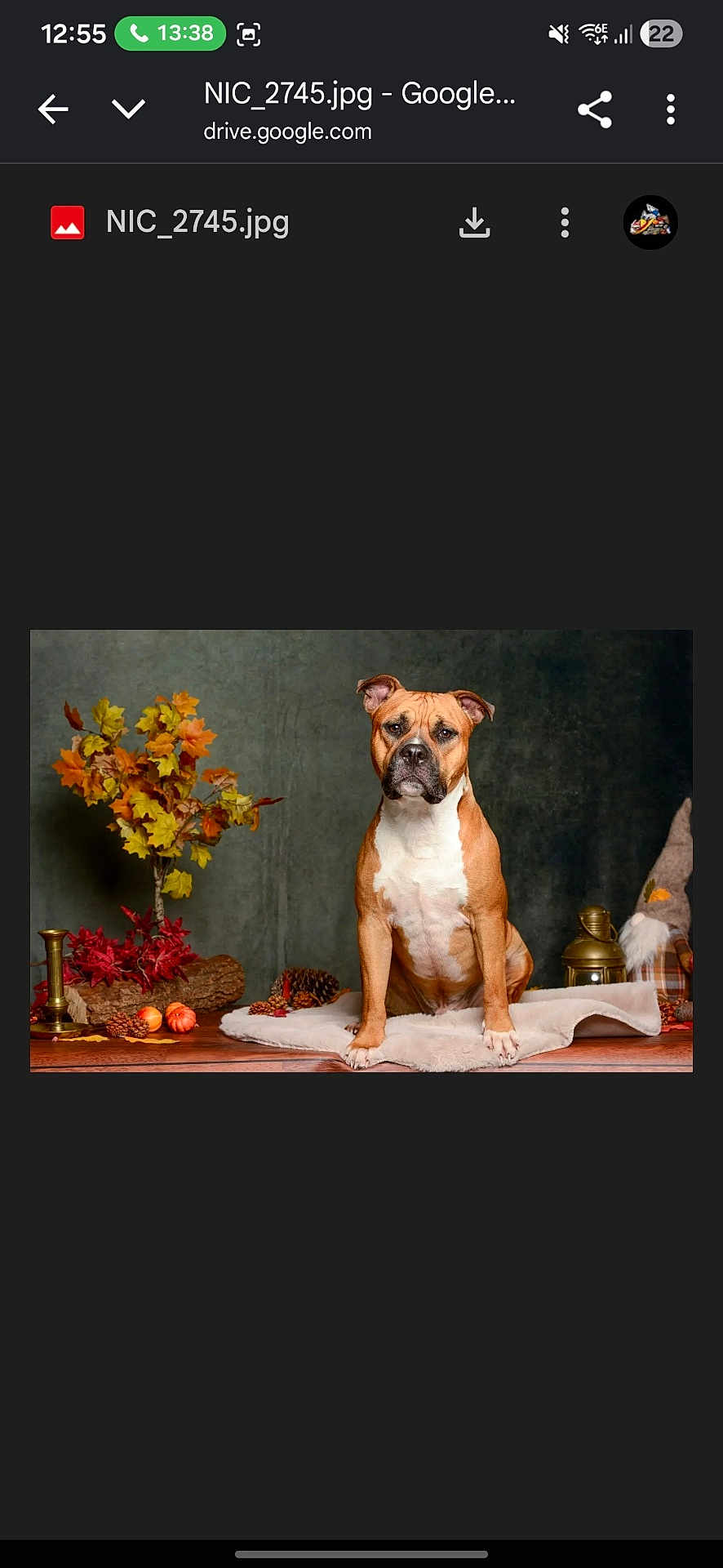 Vador participe au concours pour gagner de l'argent avec cette photo : dog, brown_dog, white_chest, autumn, fall_leaves, pine_cones, blanket, lantern, decor, indoor, portrait, pet, animal, serious_expression, wood_surface, orange_leaves, yellow_leaves, red_leaves, cozy, studio