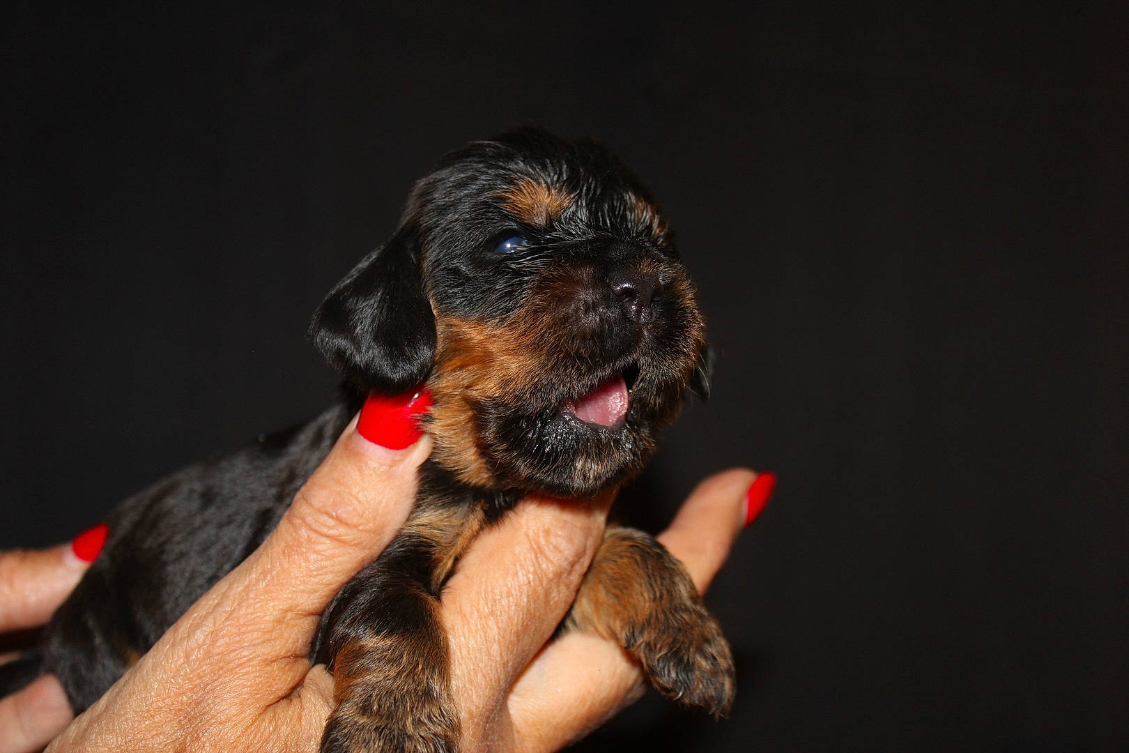 Kirby a rejoint le concours — aidez-le/la à gagner de superbes lots ! canidae, carnivore, companion_dog, dog, dog_breed, fawn, finger, fur, guard_dog, hand, hunting_dog, liver, paw, puppy, snout, sporting_group, terrier, toy_dog, working_animal, working_dog