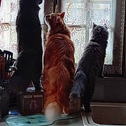 Romeo participe au concours pour gagner de l'argent avec cette photo : animal, back_view, black_cat, cat, counter, curious, curtain, daylight, domestic, feline, fur, gray_cat, household, indoor, kitchen, orange_cat, pet, standing, three_animals, window