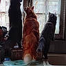 animal, back_view, black_cat, cat, counter, curious, curtain, daylight, domestic, feline, fur, gray_cat, household, indoor, kitchen, orange_cat, pet, standing, three_animals, window
