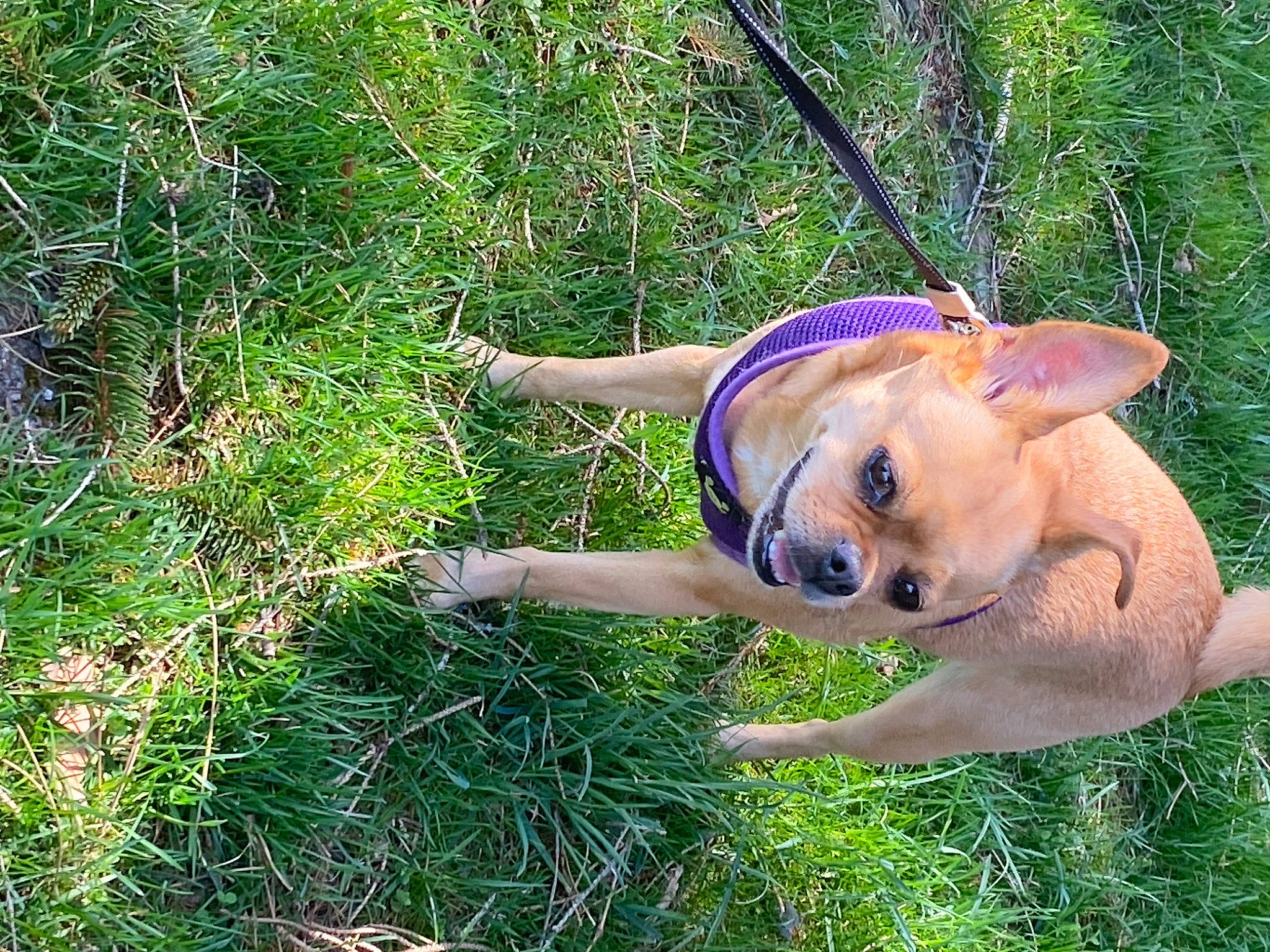 Ditto is registered to the contest to win money with this photo: carnivore, collar, companion_dog, dog, dog_breed, dog_collar, fawn, fun, grass, grass_family, grassland, groundcover, hat, people_in_nature, plant, snout, sporting_group, sun_hat, tail, working_animal