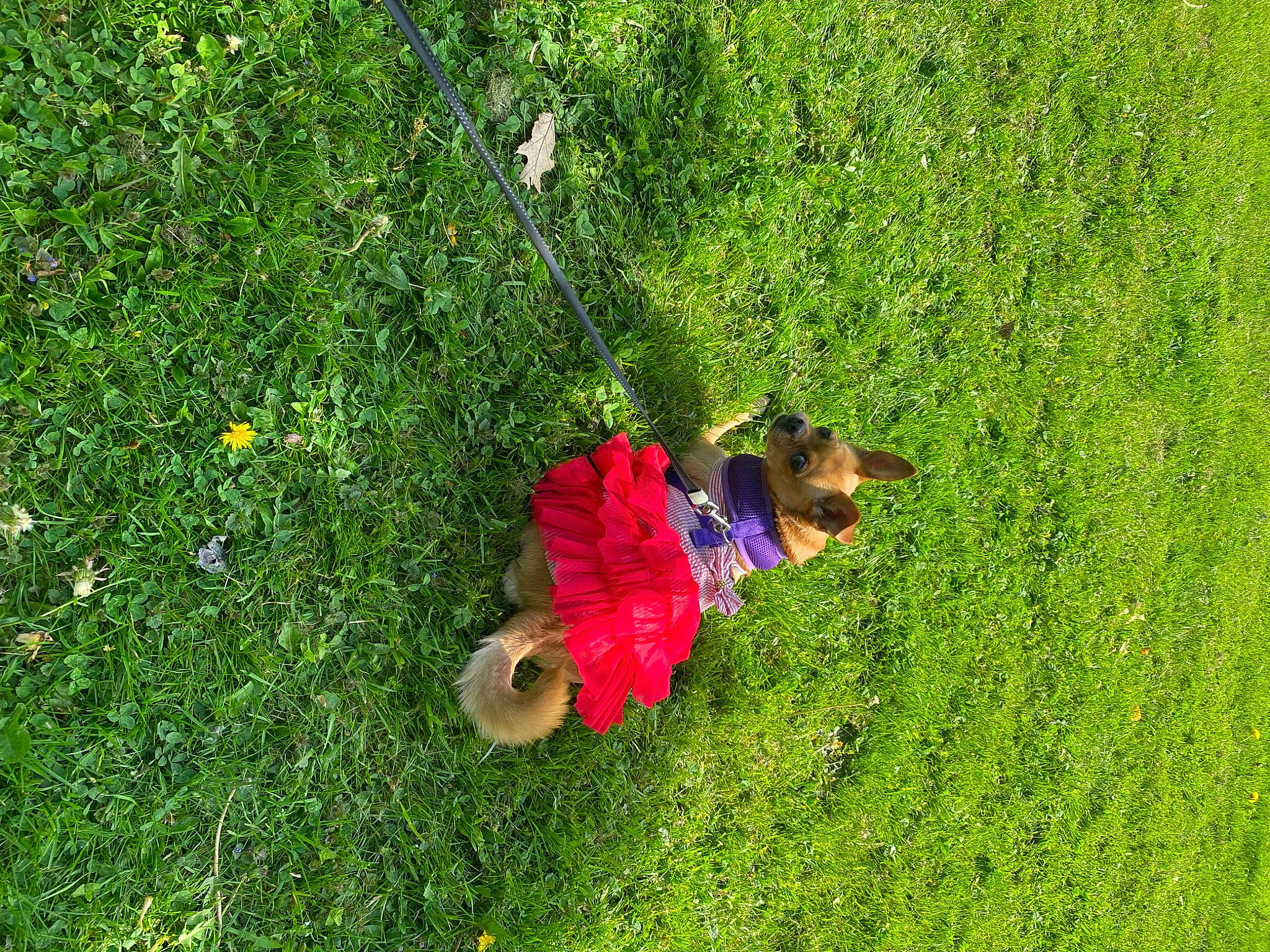 Ditto is registered to the contest to win money with this photo: field, grass, grass_family, grassland, groundcover, happy, landscape, lawn, leisure, meadow, natural_landscape, pasture, people_in_nature, plant, prairie, recreation, shrub, sporting_group, toddler, tree