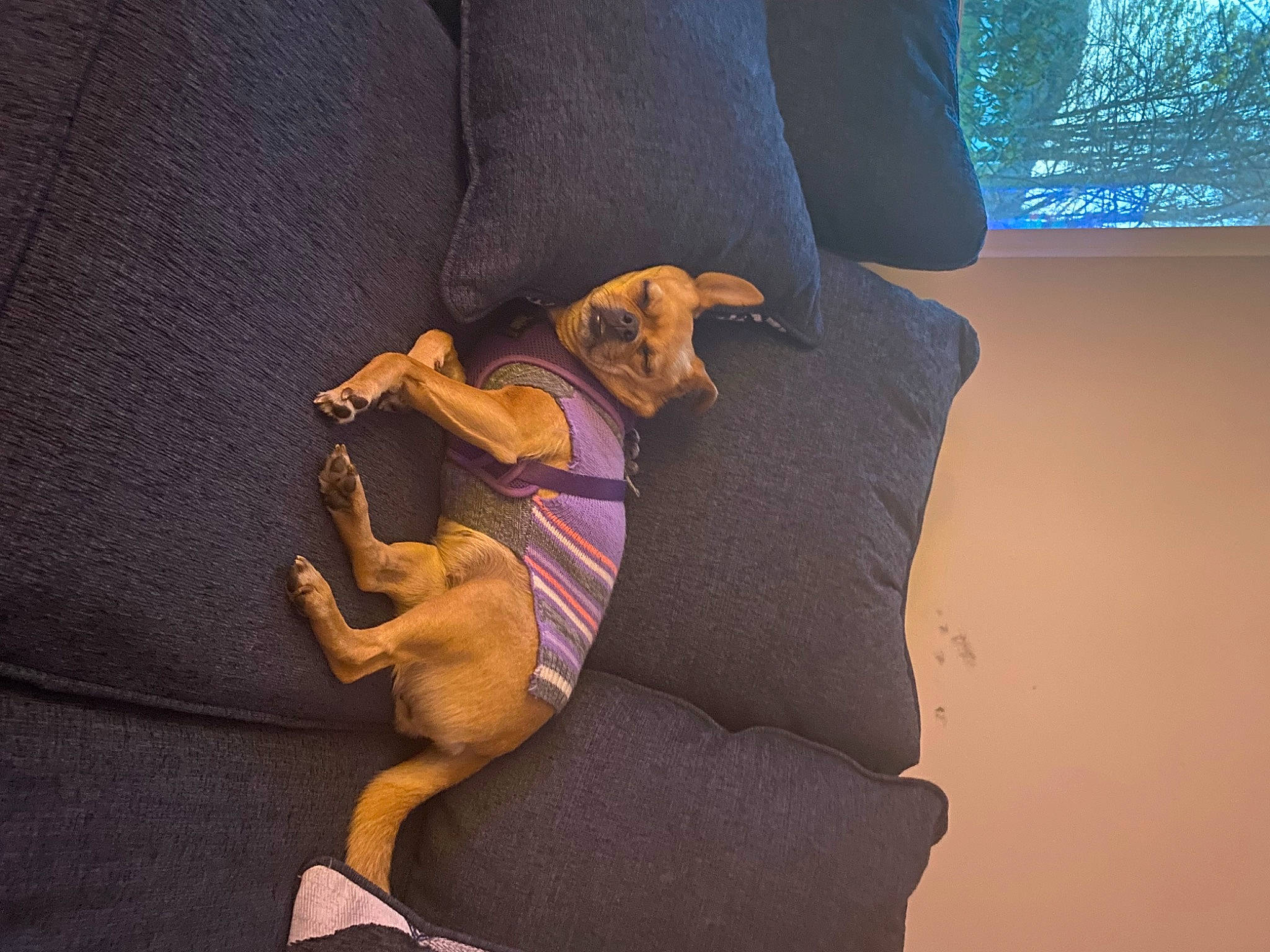 Ditto joined the competition — help win amazing prizes! canidae, carnivore, comfort, companion_dog, dog, dog_breed, dog_supply, fawn, fur, guard_dog, human_leg, linens, paw, pet_supply, pinscher, soft_drink, sporting_group, tail, toy_dog, working_animal