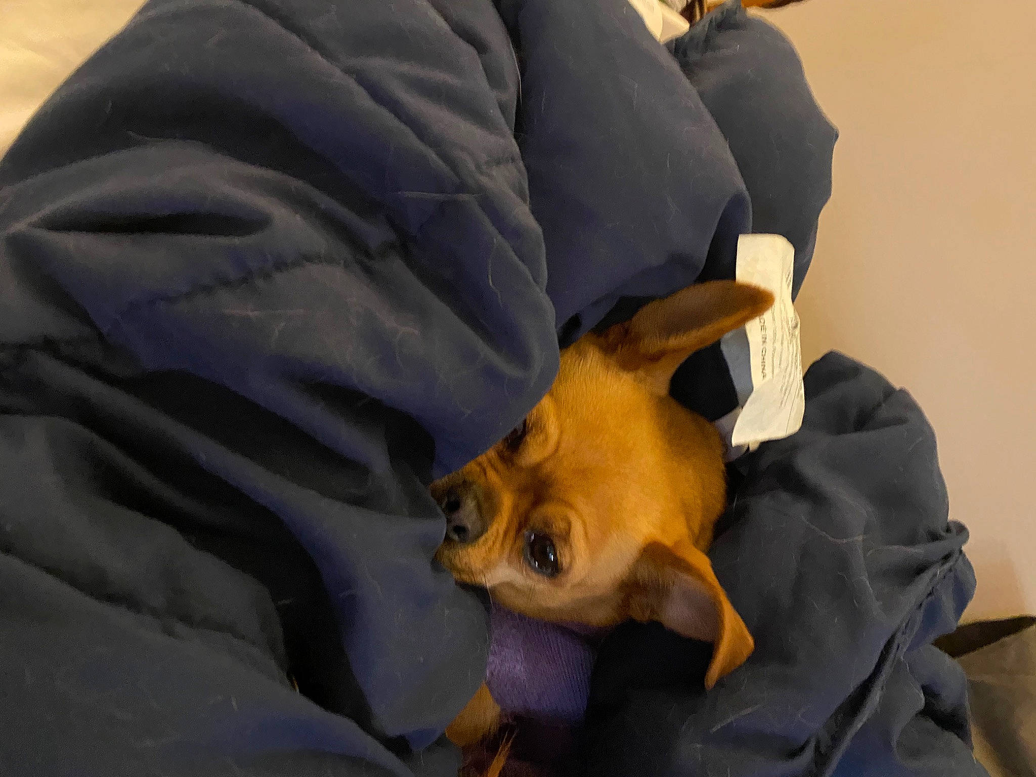 Ditto joined the competition — help win amazing prizes! bat, canidae, carnivore, comfort, common_pipistrelle, companion_dog, dog, dog_breed, ear, fawn, felidae, fur, linens, safety_glove, service, snout, sporting_group, toy_dog, veterinarian, whiskers