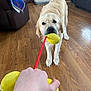 Moo Moo is registered to the contest to win money with this photo: dog, golden_retriever, toy, tug_of_war, indoor, wooden_floor, hand, plush_toy, rope, couch, quilt, pet_bed, fireplace, plant, brown_furniture, living_room, playful, pet, floor, home