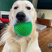 Moo Moo is registered to the contest to win money with this photo: dog, golden_retriever, toy, green_ball, indoor, living_room, wooden_floor, television, christmas_tree, furniture, pet, close_up, animal, face, canine, playful, houseplant, decor, cute, fur