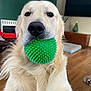 dog, golden_retriever, toy, green_ball, indoor, living_room, wooden_floor, television, christmas_tree, furniture, pet, close_up, animal, face, canine, playful, houseplant, decor, cute, fur