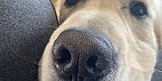 Moo Moo joined the competition — help win amazing prizes! dog, snout, close_up, pet, animal, nose, whiskers, fur, domestic_animal, indoor, resting, grey_fabric, cute, face, muzzle, texture, soft, eyes, canine, portrait