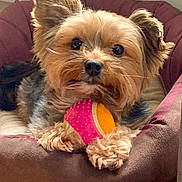 Snoopy participe au concours pour gagner de l'argent avec cette photo : dog, pet_bed, toy, ball, fur, paws, curious, indoor, cozy, small_dog, animal, companion, cute, relaxed, brown_fur, black_fur, close_up, nose, ears, playful