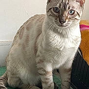 Alpha a rejoint le concours — aidez-le/la à gagner de superbes lots ! cat, blue_eyes, striped_fur, sitting, indoor, carpet, feline, whiskers, ears, tail, curious, pet, animal, fur, closeup, looking, domestic_cat, mammal, soft_light, quiet