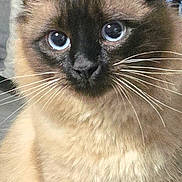 Ramos a rejoint le concours — aidez-le/la à gagner de superbes lots ! animal, blue_eyes, calm, cat, close_up, cute, domestic_animal, ears, face, feline, fluffy, fur, indoor, looking, mammal, pet, portrait, siamese_cat, sitting, whiskers