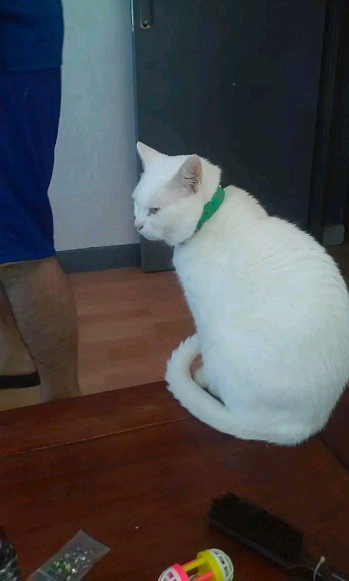 Baby a rejoint le concours — aidez-le/la à gagner de superbes lots ! carnivore, cat, comfort, domestic_short_haired_cat, eye, fawn, felidae, flooring, foot, fur, hardwood, laminate_flooring, paw, small_to_medium_sized_cats, snout, tail, varnish, whiskers, wood, wood_flooring