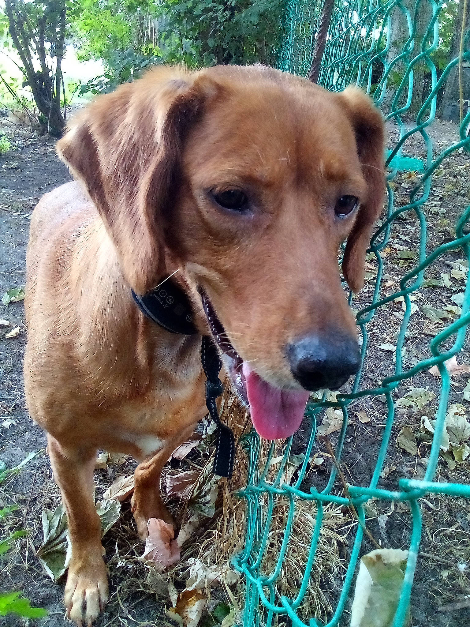 Lyna participe au concours pour gagner de l'argent avec cette photo : canidae, carnivore, collar, companion_dog, dog, dog_breed, dog_collar, dog_supply, ear, fawn, grass, hound, liver, pet_supply, plant, snout, sporting_group, tree, whiskers, working_animal