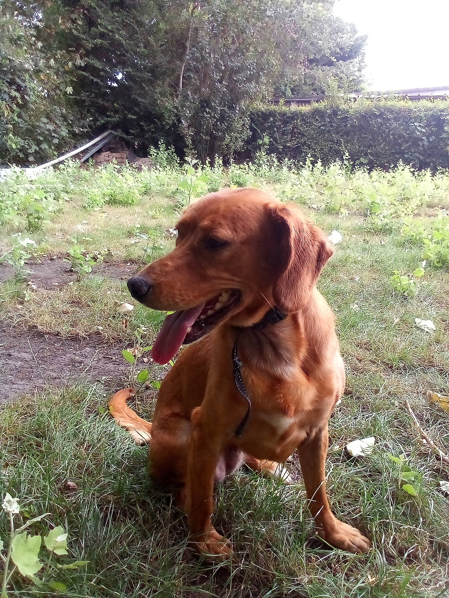 Lyna participe au concours pour gagner de l'argent avec cette photo : carnivore, companion_dog, dog, dog_breed, dog_collar, fawn, grass, groundcover, gun_dog, hound, hunting_dog, liver, plant, pointing_breed, soil, sporting_group, tail, tree, working_animal, working_dog