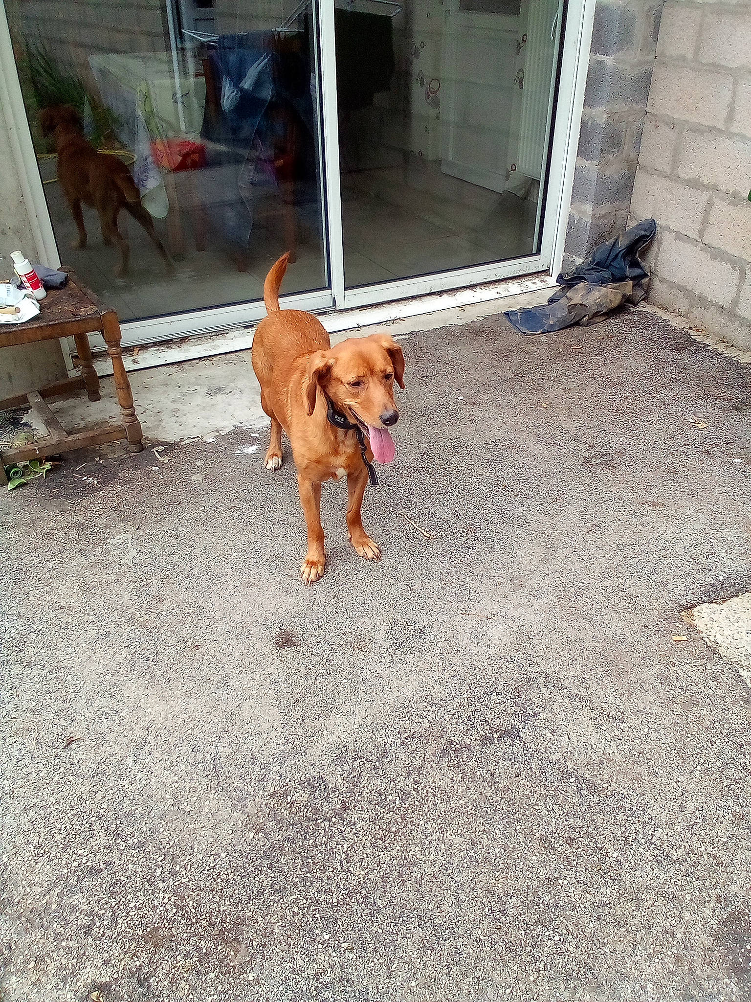 Lyna participe au concours pour gagner de l'argent avec cette photo : asphalt, carnivore, chair, companion_dog, concrete, dog, dog_breed, dog_supply, door, fawn, floor, flooring, flowerpot, leash, pet_supply, road_surface, sidewalk, sporting_group, tail, working_animal