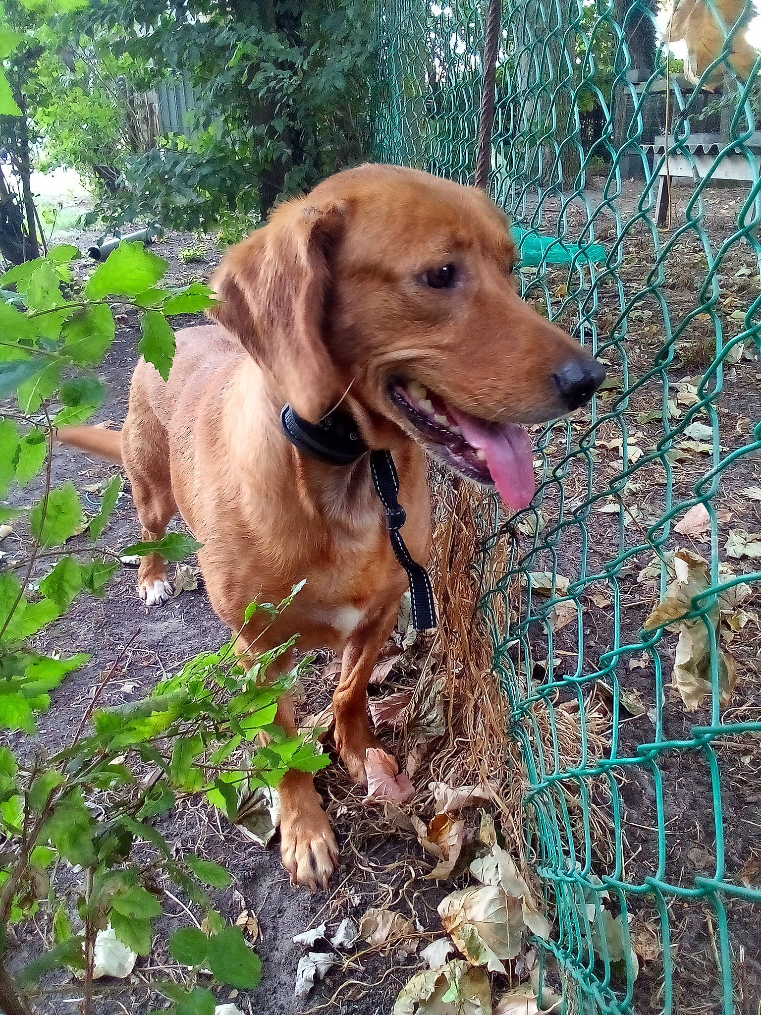 Lyna participe au concours pour gagner de l'argent avec cette photo : canidae, carnivore, collar, companion_dog, dog, dog_breed, dog_collar, fawn, fence, grass, gun_dog, hound, liver, mesh, plant, snout, sporting_group, tree, wire_fencing, working_animal