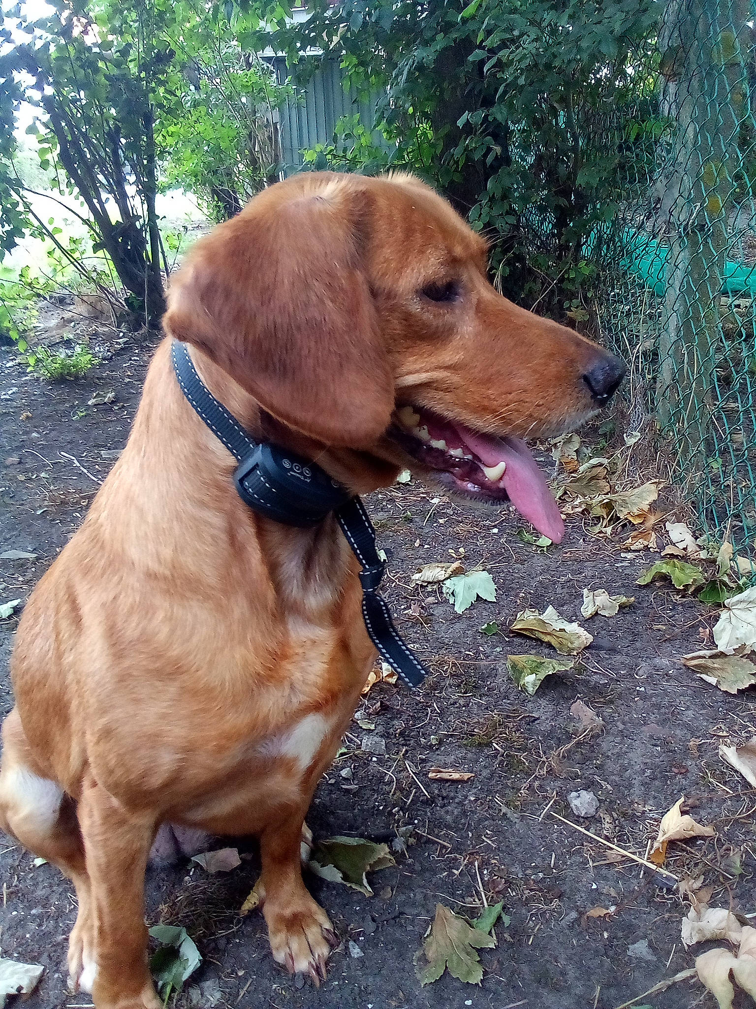 Lyna participe au concours pour gagner de l'argent avec cette photo : adventure, canidae, carnivore, collar, companion_dog, dog, dog_breed, dog_collar, fawn, gun_dog, hound, leash, liver, plant, snout, sporting_group, tail, tree, walking, working_animal