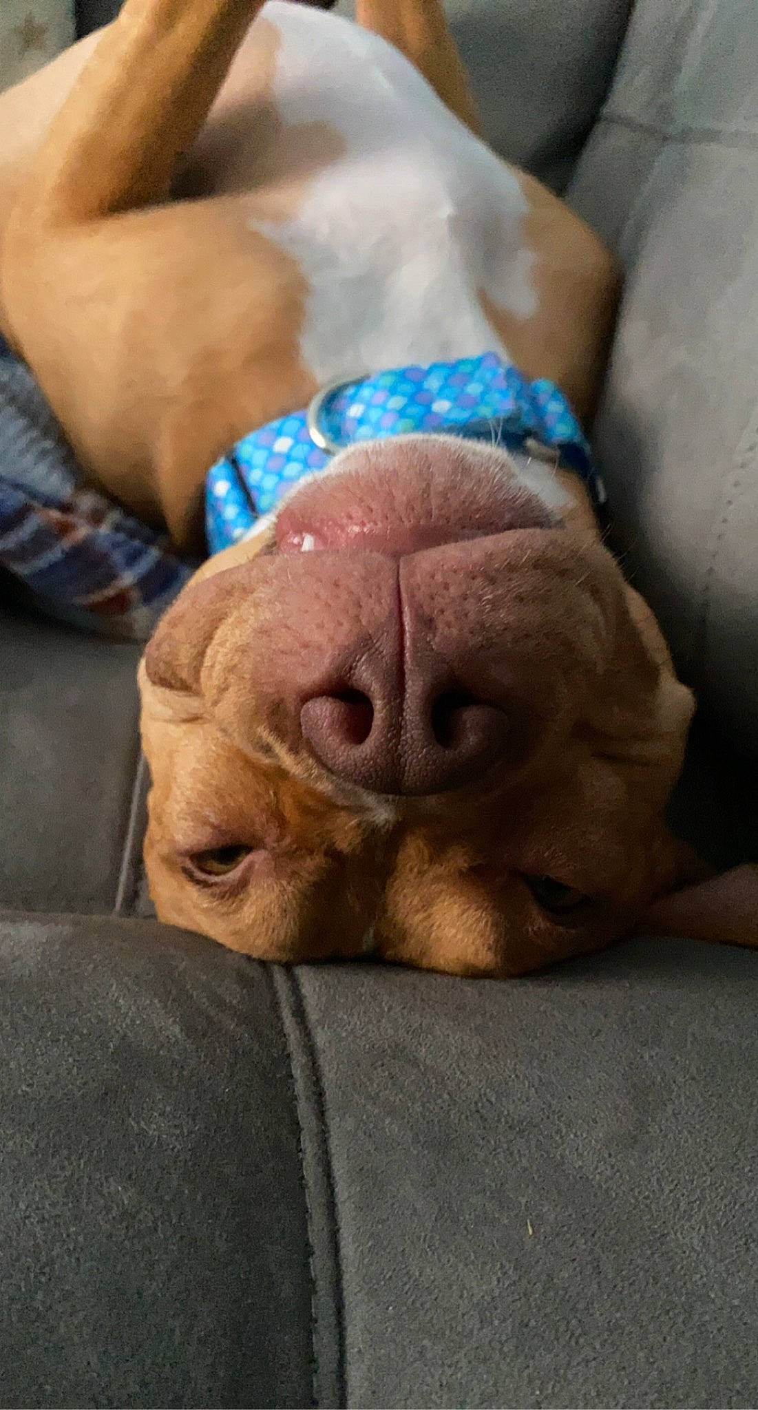 Jules joined the competition — help win amazing prizes! ball, canidae, carnivore, chest, comfort, companion_dog, dog, dog_breed, ear, fawn, head, human_leg, liver, snout, sporting_group, toy, trunk, whiskers, working_animal, wrinkle