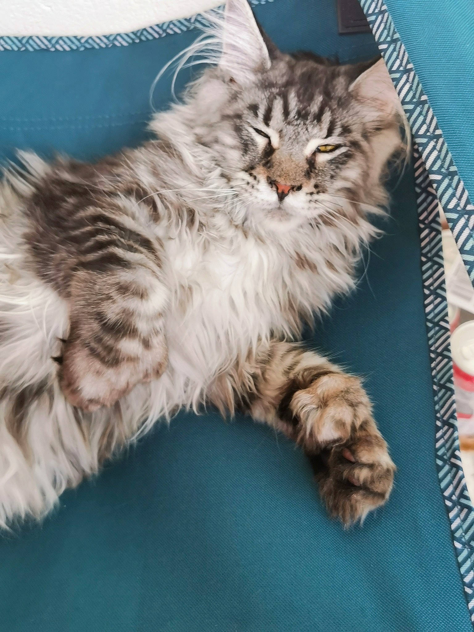 Franklin participe au concours pour gagner de l'argent avec cette photo : british_longhair, carnivore, cat, claw, comfort, felidae, fur, maine_coon, paw, small_to_medium_sized_cats, snout, tail, terrestrial_animal, whiskers