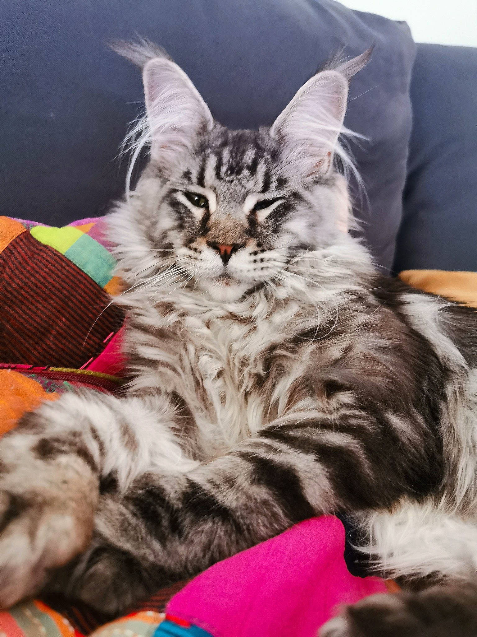 Franklin participe au concours pour gagner de l'argent avec cette photo : carnivore, cat, claw, comfort, domestic_short_haired_cat, event, felidae, fur, lap, maine_coon, nap, paw, plant, sitting, small_to_medium_sized_cats, tail, tree, whiskers, wildlife, window