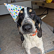 Uno a rejoint le concours — aidez-le/la à gagner de superbes lots ! animal, black_and_white, carpet, celebration, closeup, cute, dog, ears, expression, floor, furniture, hat, head, indoor, living_room, orange_collar, party_hat, pet, sitting, spotted