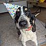 animal, black_and_white, carpet, celebration, closeup, cute, dog, ears, expression, floor, furniture, hat, head, indoor, living_room, orange_collar, party_hat, pet, sitting, spotted
