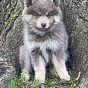 River joined the competition — help win amazing prizes! animal, arcticfox, bear, canine, coyote, dog, fox, grass, greyfox, kitfox, pet, plant, puppy, raccoon, redfox, rock, snout, tree, wolf, zoo