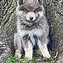 animal, arcticfox, bear, canine, coyote, dog, fox, grass, greyfox, kitfox, pet, plant, puppy, raccoon, redfox, rock, snout, tree, wolf, zoo