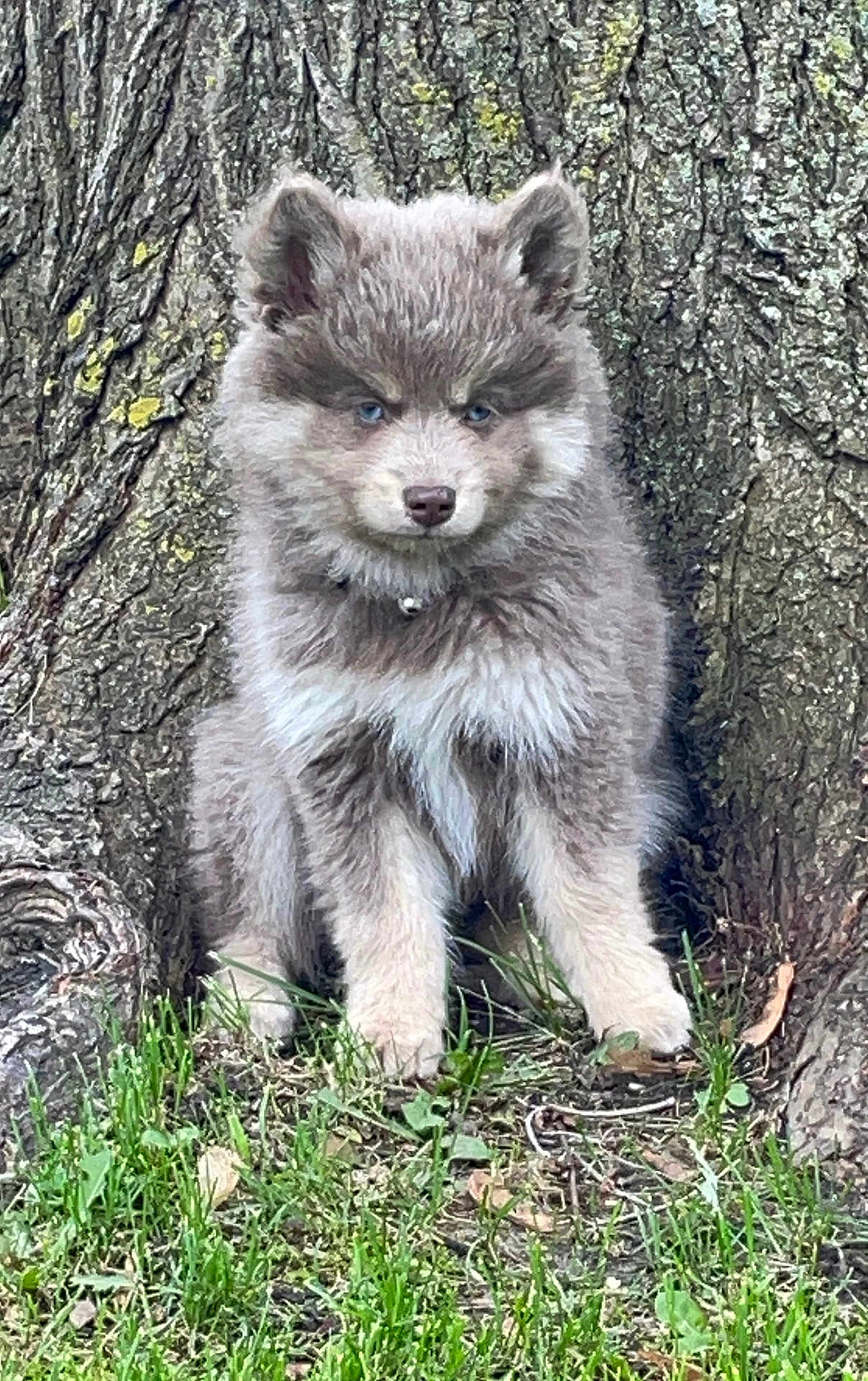 River joined the competition — help win amazing prizes! animal, arcticfox, bear, canine, coyote, dog, fox, grass, greyfox, kitfox, pet, plant, puppy, raccoon, redfox, rock, snout, tree, wolf, zoo