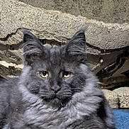 Alpha participe au concours pour gagner de l'argent avec cette photo : cat, feline, pet, gray_cat, fluffy_fur, yellow_eyes, whiskers, ears, close_up, portrait, indoor, resting, carpet, fabric, textured_wall, cardboard_scratcher, fur_texture, muzzle, paw, cute