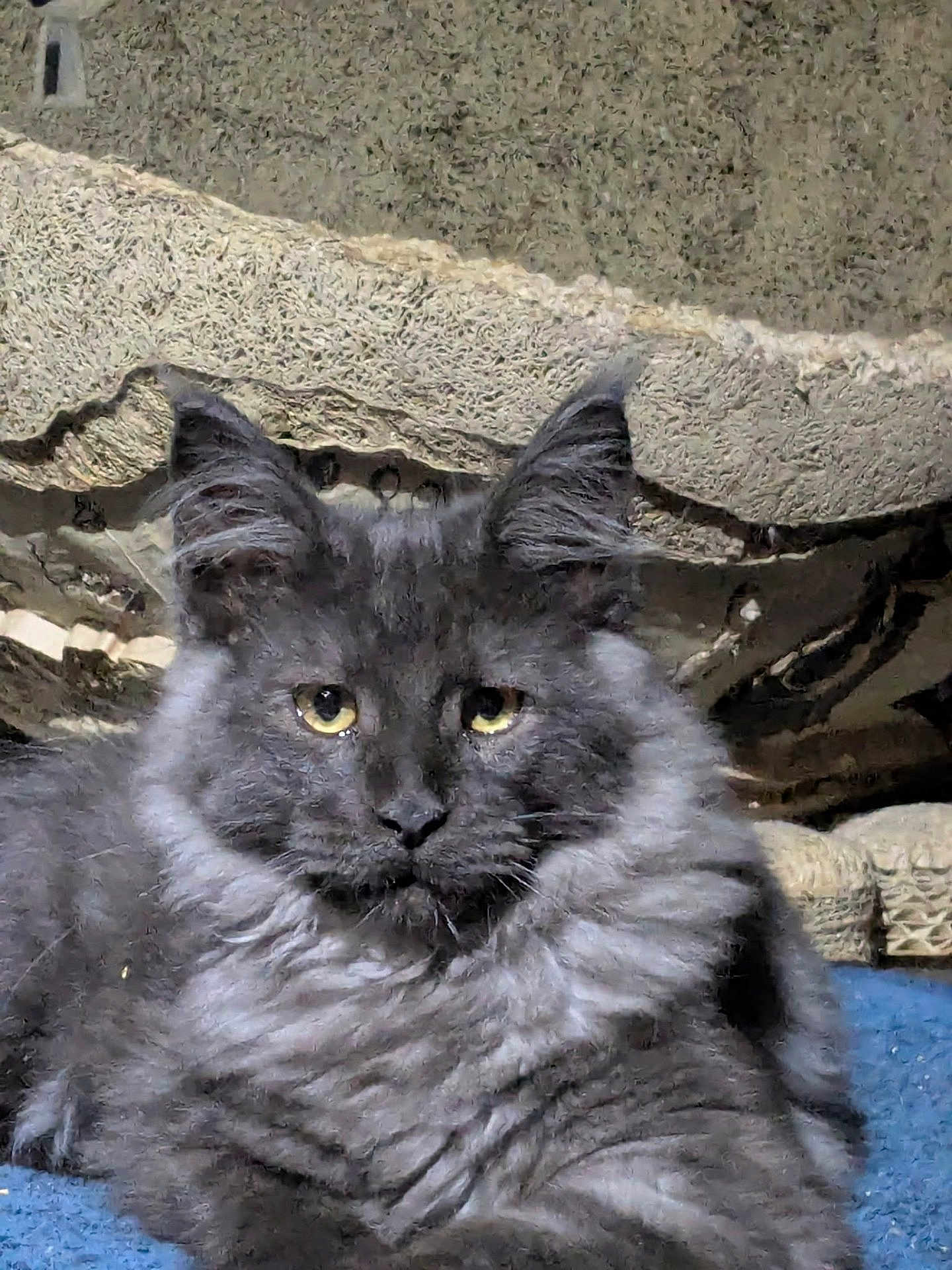 Alpha a rejoint le concours — aidez-le/la à gagner de superbes lots ! cat, feline, pet, gray_cat, fluffy_fur, yellow_eyes, whiskers, ears, close_up, portrait, indoor, resting, carpet, fabric, textured_wall, cardboard_scratcher, fur_texture, muzzle, paw, cute