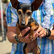 Missy participe au concours pour gagner de l'argent avec cette photo : animal, black, blurred_background, bracelet, brown, cute, dog, ears, face, fingers, hands, holding, outdoor, person, pet, plaid_shirt, portrait, small_dog, summer, watch