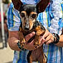 animal, black, blurred_background, bracelet, brown, cute, dog, ears, face, fingers, hands, holding, outdoor, person, pet, plaid_shirt, portrait, small_dog, summer, watch
