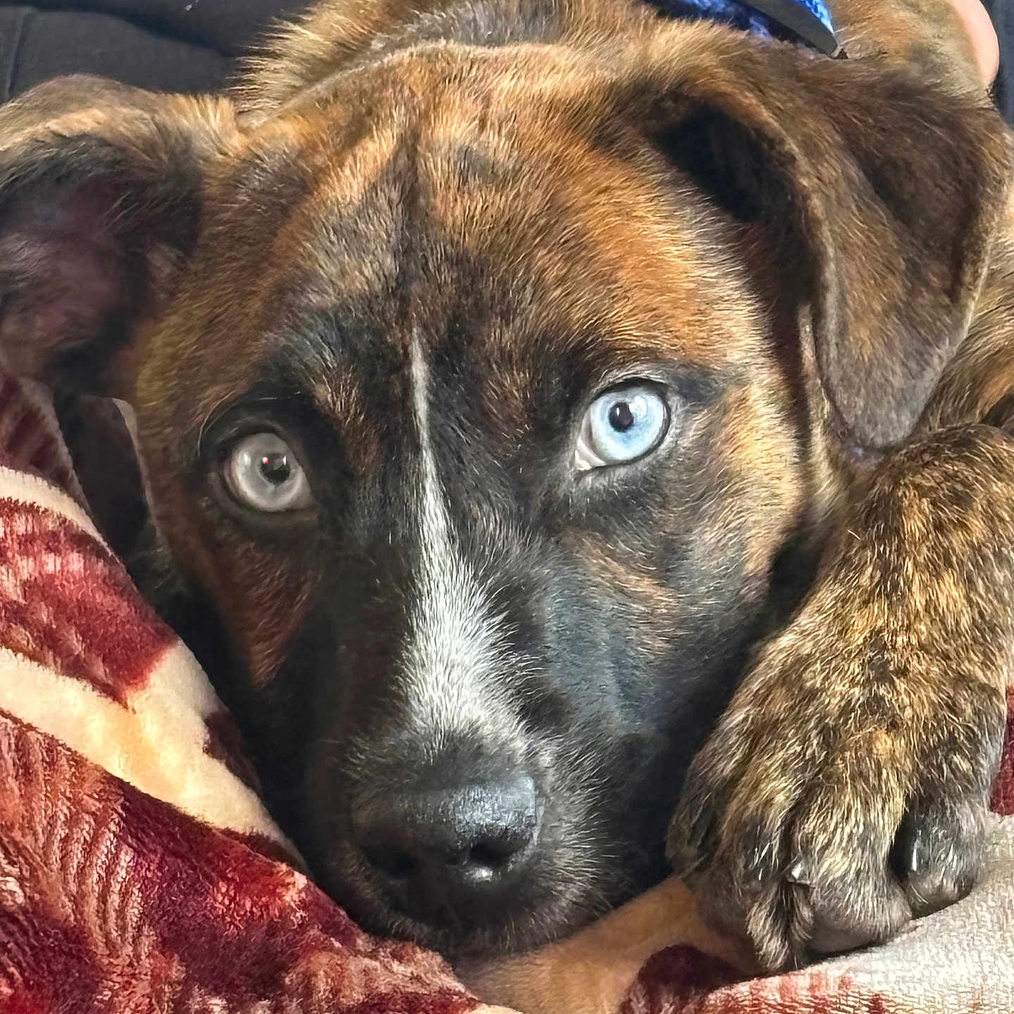 Zephyr is registered to the contest to win money with this photo: animal, blanket, blue_eyes, brindle, canine, close_up, comfort, cute, dog, domestic_animal, ears, fur, hand, indoor, muzzle, paw, petting, portrait, relaxed, resting